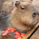 『カピバラ』が6歳女児に嚙みついた！温厚な草食動物なのになぜ？「群馬サファリパーク」餌やり中止へ